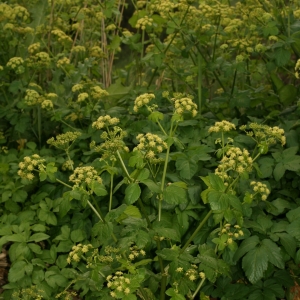 Photographie n°25907 du taxon Smyrnium olusatrum L. [1753]