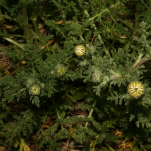 Photographie n°25933 du taxon Anacyclus clavatus (Desf.) Pers. [1807]