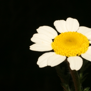 Photographie n°25937 du taxon Anacyclus clavatus (Desf.) Pers. [1807]