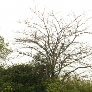 Photographie n°25941 du taxon Gleditsia triacanthos L. [1753]