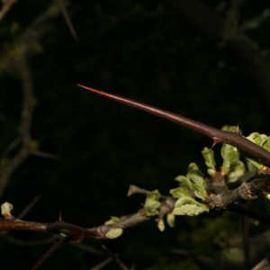 Photographie n°25946 du taxon Gleditsia triacanthos L. [1753]