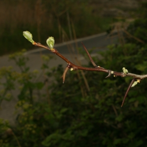 Photographie n°25947 du taxon Gleditsia triacanthos L. [1753]