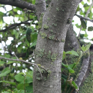 Photographie n°25948 du taxon Gleditsia triacanthos L. [1753]