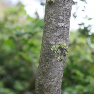 Photographie n°25949 du taxon Gleditsia triacanthos L. [1753]