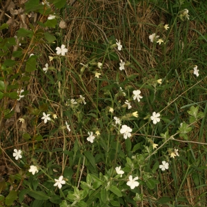 Photographie n°25954 du taxon Silene latifolia Poir. [1789]