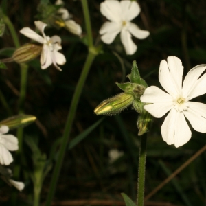 Photographie n°25955 du taxon Silene latifolia Poir. [1789]