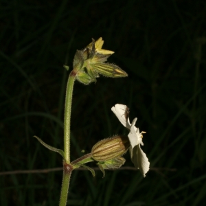 Photographie n°25956 du taxon Silene latifolia Poir. [1789]