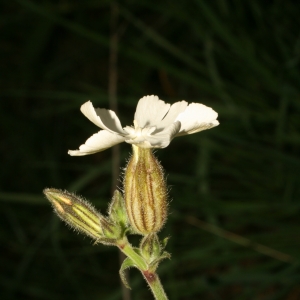 Photographie n°25957 du taxon Silene latifolia Poir. [1789]