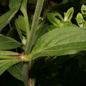 Photographie n°25960 du taxon Silene latifolia Poir. [1789]