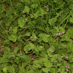 Photographie n°25964 du taxon Erodium malacoides (L.) L'Hér. [1789]