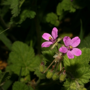 Photographie n°25966 du taxon Erodium malacoides (L.) L'Hér. [1789]