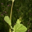  Pierre Bonnet - Erodium malacoides (L.) L'Hér. [1789]