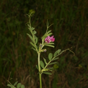 Photographie n°25971 du taxon Vicia sativa L. [1753]