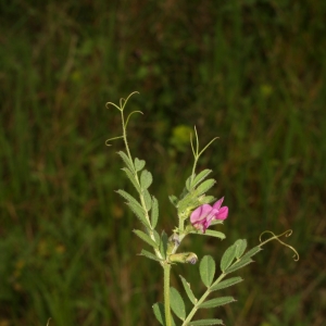 Photographie n°25972 du taxon Vicia sativa L. [1753]