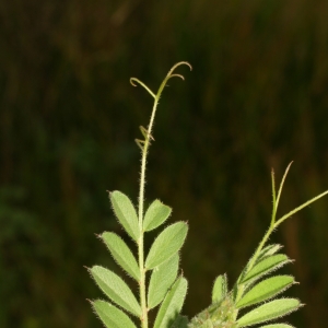 Photographie n°25975 du taxon Vicia sativa L. [1753]