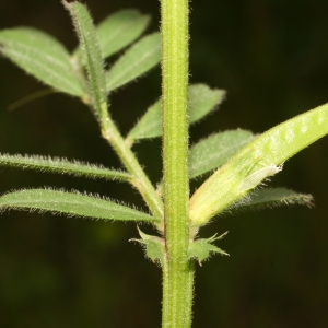 Photographie n°25977 du taxon Vicia sativa L. [1753]