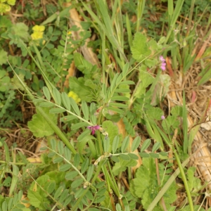 Photographie n°25982 du taxon Vicia sativa L. [1753]