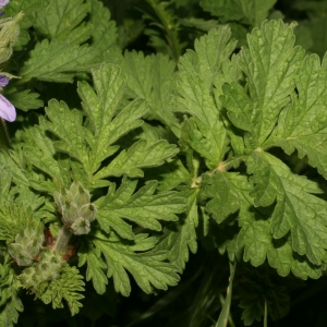 Photographie n°25985 du taxon Erodium ciconium (L.) L'Hér. [1789]