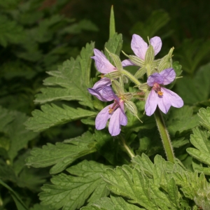 Photographie n°25986 du taxon Erodium ciconium (L.) L'Hér. [1789]