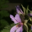  Pierre Bonnet - Erodium ciconium (L.) L'Hér. [1789]