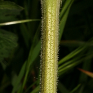 Photographie n°25992 du taxon Erodium ciconium (L.) L'Hér. [1789]