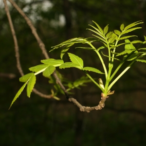 Photographie n°25995 du taxon Fraxinus angustifolia Vahl [1804]