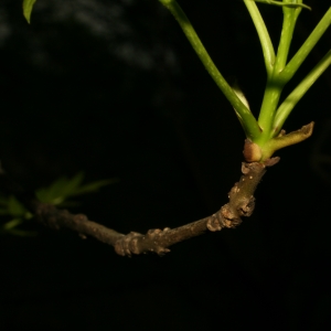 Photographie n°25996 du taxon Fraxinus angustifolia Vahl [1804]