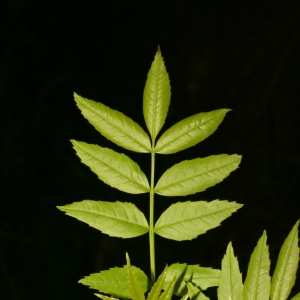 Photographie n°25997 du taxon Fraxinus angustifolia Vahl [1804]