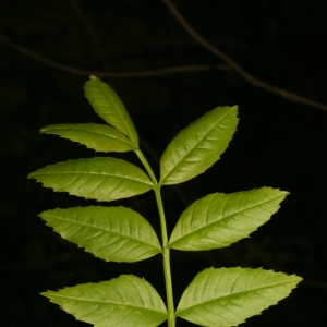 Photographie n°25998 du taxon Fraxinus angustifolia Vahl [1804]