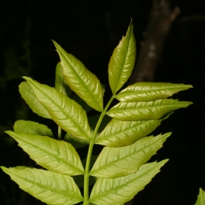 Photographie n°25999 du taxon Fraxinus angustifolia Vahl [1804]