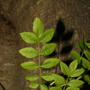 Photographie n°26000 du taxon Fraxinus angustifolia Vahl [1804]