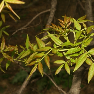 Photographie n°26001 du taxon Fraxinus angustifolia Vahl [1804]