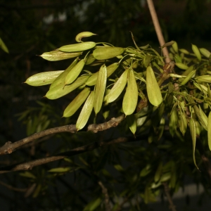 Photographie n°26002 du taxon Fraxinus angustifolia Vahl [1804]