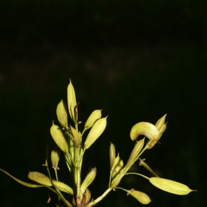 Photographie n°26004 du taxon Fraxinus angustifolia Vahl [1804]