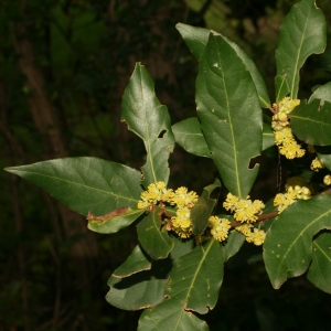 Photographie n°26018 du taxon Laurus nobilis L. [1753]