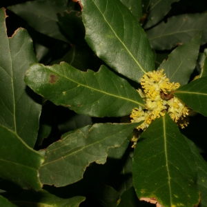 Photographie n°26019 du taxon Laurus nobilis L. [1753]