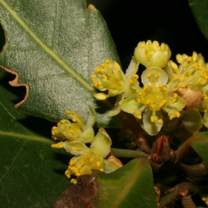 Photographie n°26020 du taxon Laurus nobilis L. [1753]