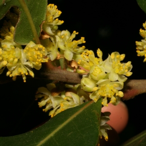 Photographie n°26022 du taxon Laurus nobilis L. [1753]