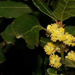 Photographie n°26025 du taxon Laurus nobilis L. [1753]