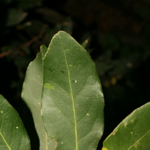 Photographie n°26035 du taxon Laurus nobilis L. [1753]