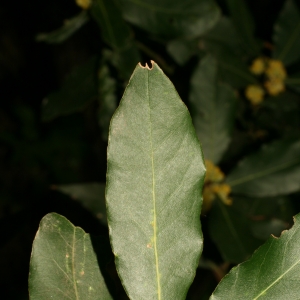 Photographie n°26036 du taxon Laurus nobilis L. [1753]