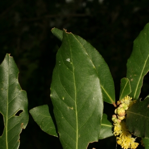 Photographie n°26038 du taxon Laurus nobilis L. [1753]