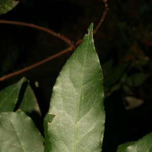 Photographie n°26041 du taxon Laurus nobilis L. [1753]