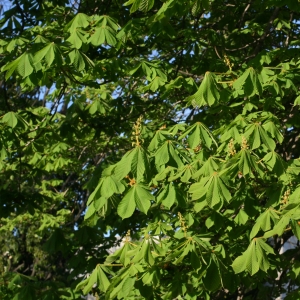 Photographie n°26063 du taxon Aesculus hippocastanum L. [1753]