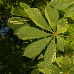 Photographie n°26072 du taxon Aesculus hippocastanum L. [1753]