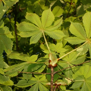 Photographie n°26073 du taxon Aesculus hippocastanum L. [1753]