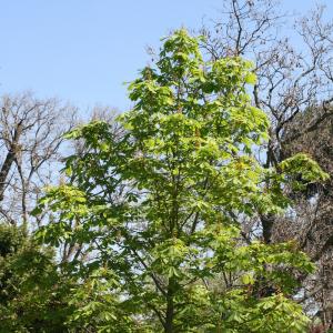 Photographie n°26088 du taxon Aesculus hippocastanum L. [1753]