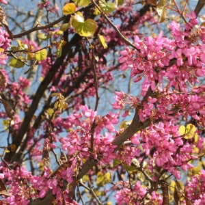 Photographie n°26094 du taxon Cercis siliquastrum L. [1753]