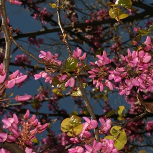 Photographie n°26096 du taxon Cercis siliquastrum L. [1753]