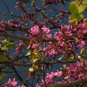 Photographie n°26097 du taxon Cercis siliquastrum L. [1753]